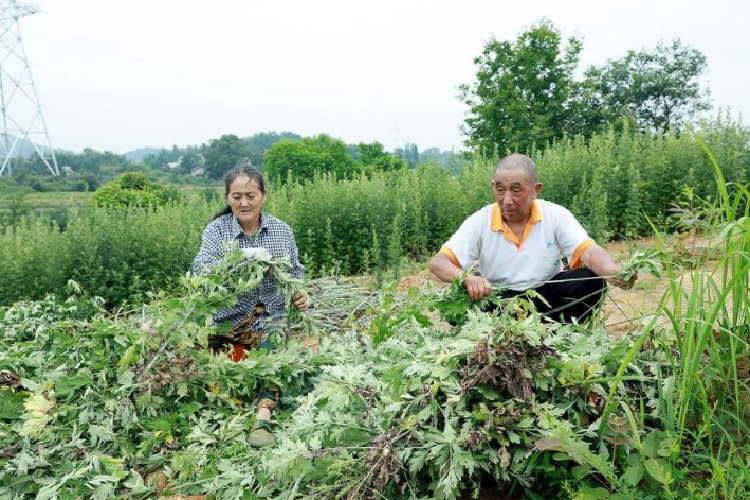 湖北蘄春縣彭思鎮(zhèn)大洼廠村：蘄艾收割季 人人忙創(chuàng)收