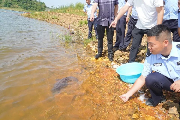 野生“娃娃魚”被雨水沖上岸,，深夜眾人攜手救助放生