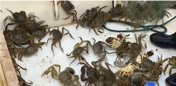 彭思鎮(zhèn)向陽(yáng)湖大閘蟹喜獲豐收 搶鮮上市