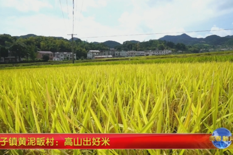 視頻｜獅子鎮(zhèn)黃泥畈村：高山出好米