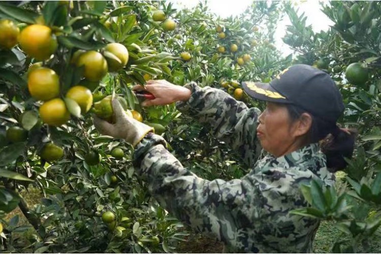 急,！黃岡蘄春橘子豐收了 果農(nóng)困“橘”盼援手