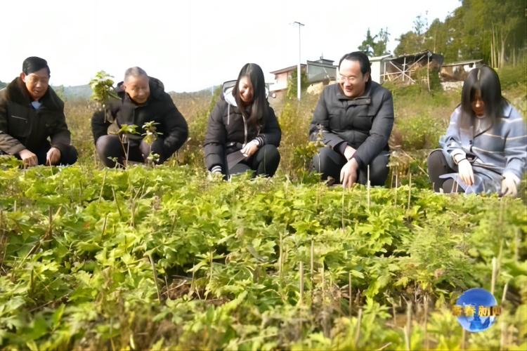 張志剛：打通群眾“致富路” 建成蘄艾種植“第一村”