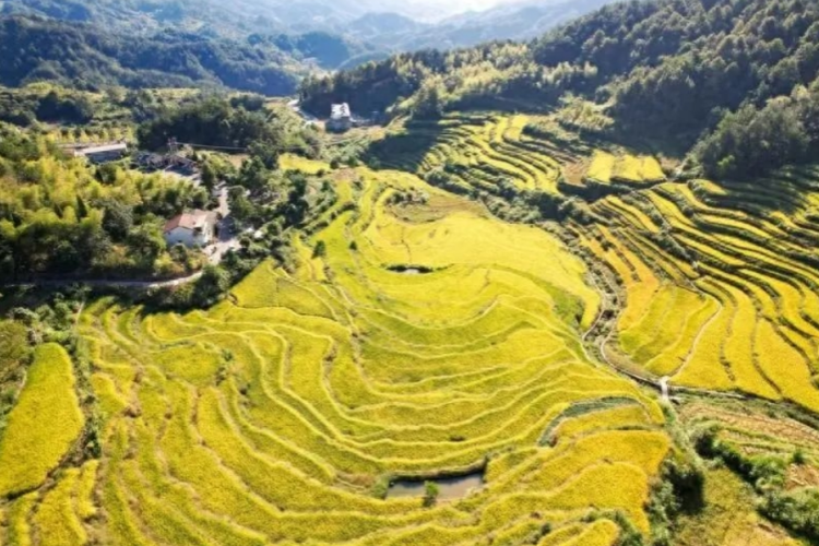 蘄春霧云山千層梯田水稻“豐”景如畫(huà)