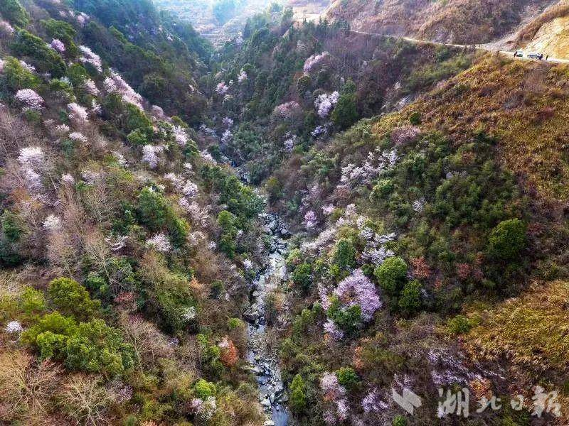 檀林大王山,，蘄春野櫻花已上線(xiàn)~